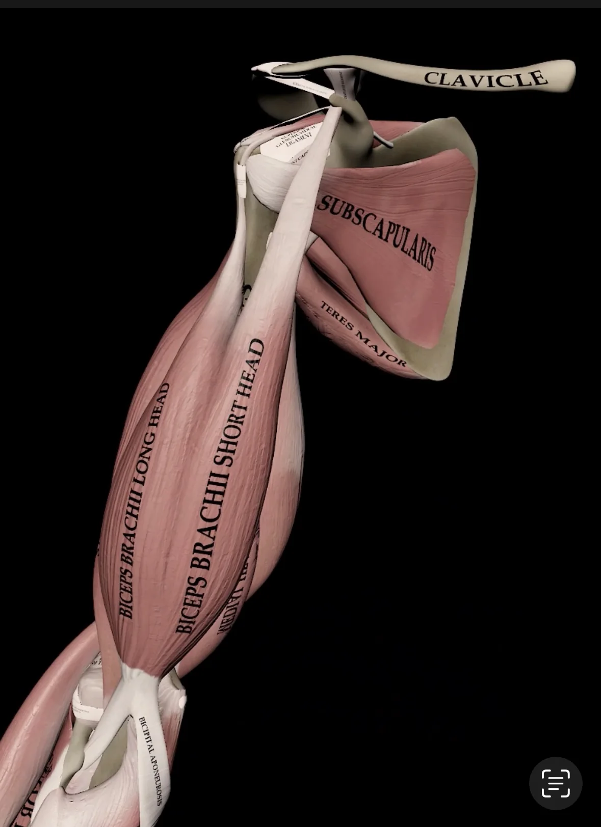 Front view of the biceps anatomy, showing the long and short heads attaching from the scapula to the radius