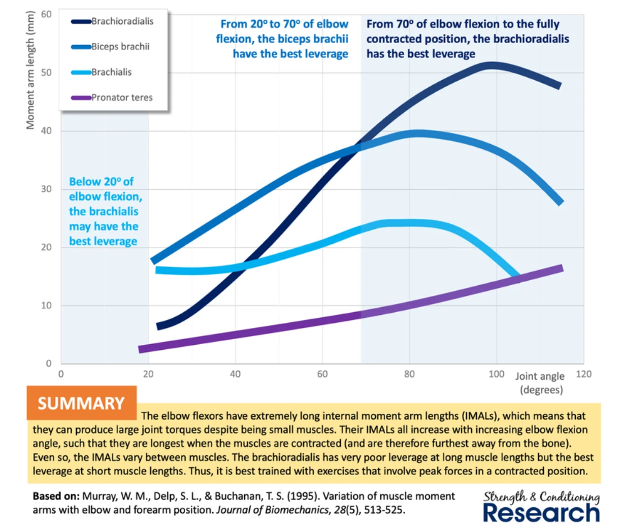 Research summary graph comparing elbow-flexor moment arms across the curl range