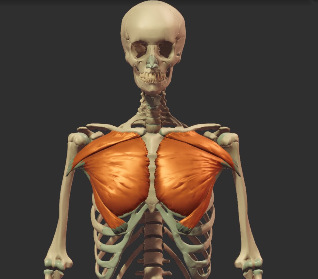 Pectoralis major over the ribcage — fibers fanning from collarbone, sternum and ribs to the humerus