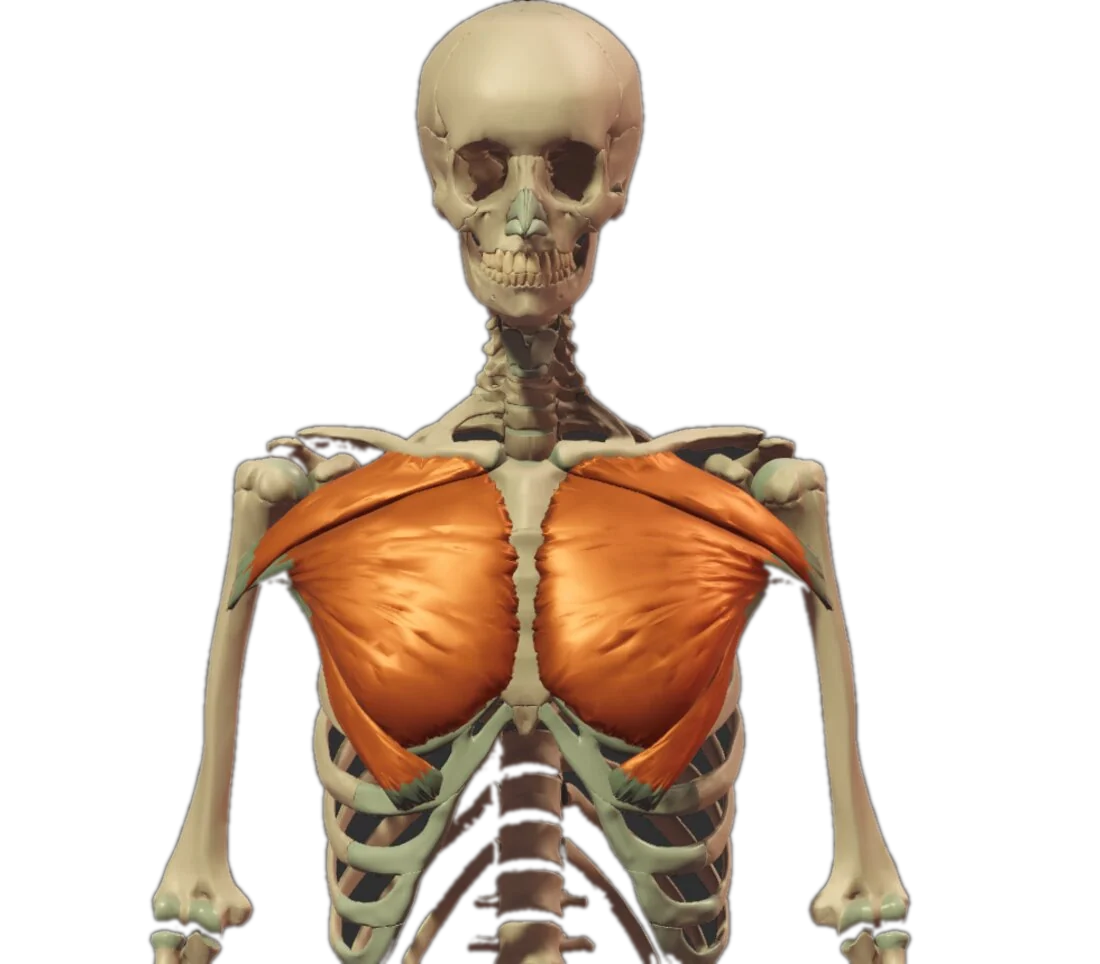 Pectoralis major over the ribcage — fibers fanning from collarbone, sternum and ribs to the humerus