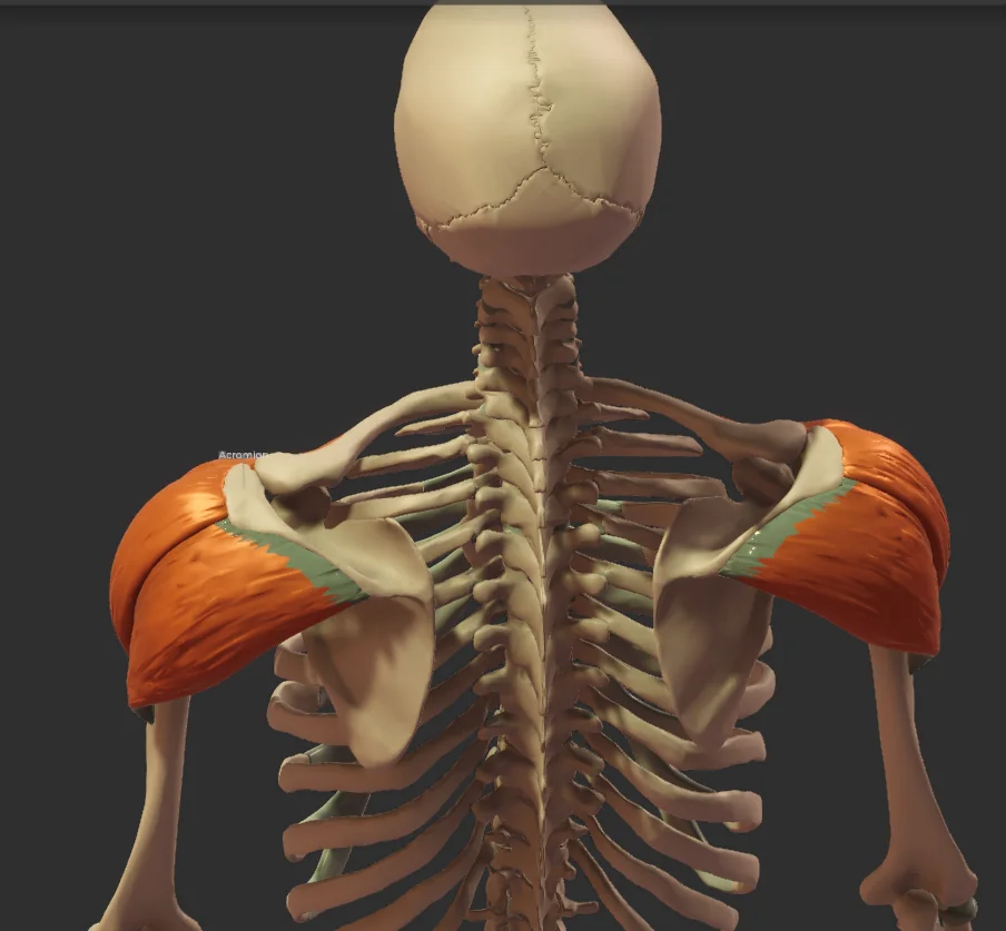 Front and rear shoulder anatomy showing how the deltoid wraps around the shoulder joint