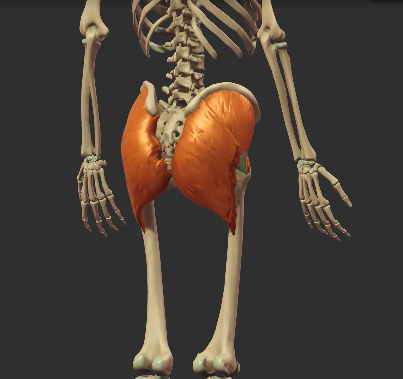 Posterior anatomy view showing the gluteus maximus and underlying hip structures