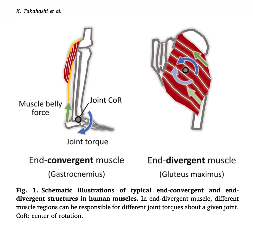 Study schematic comparing a convergent muscle with the gluteus maximus and its divergent architecture
