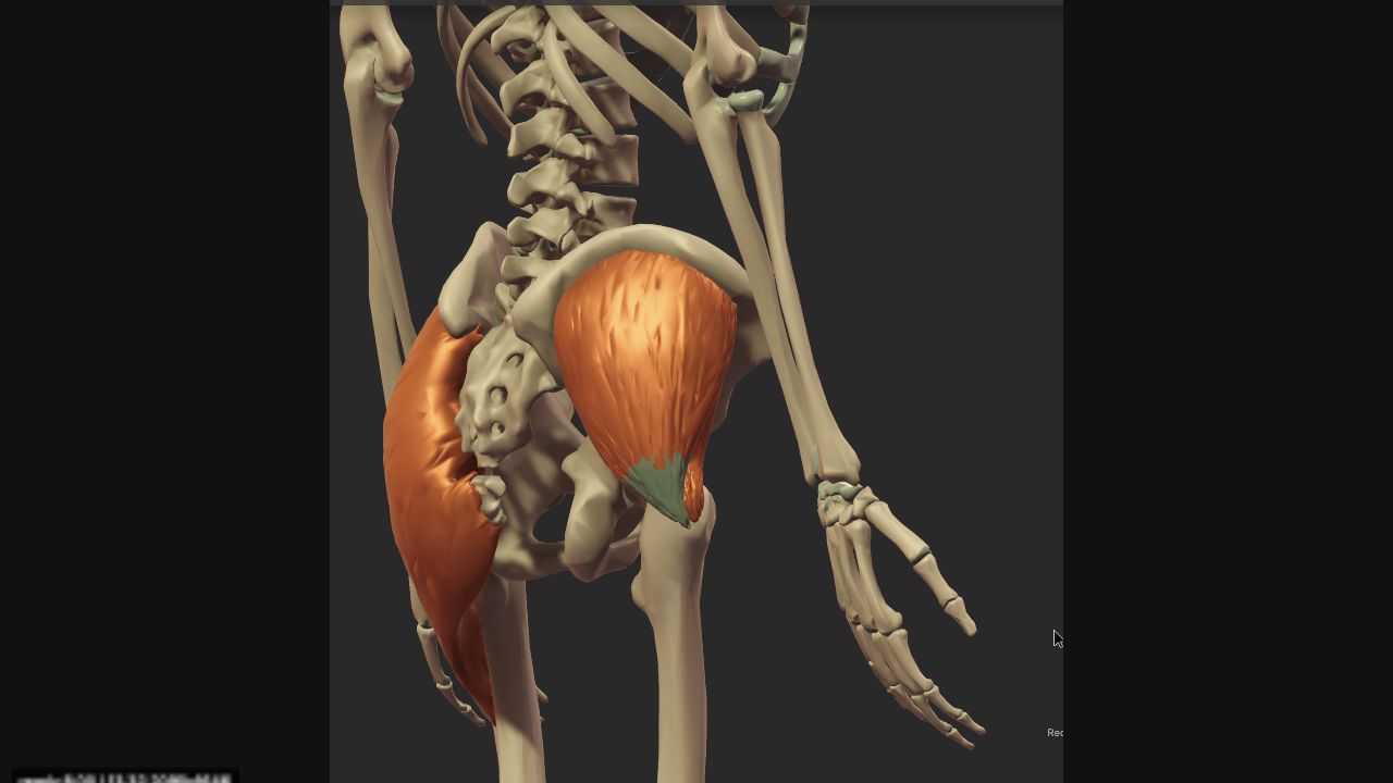 Posterolateral anatomy view with the gluteus medius exposed on the outer pelvis