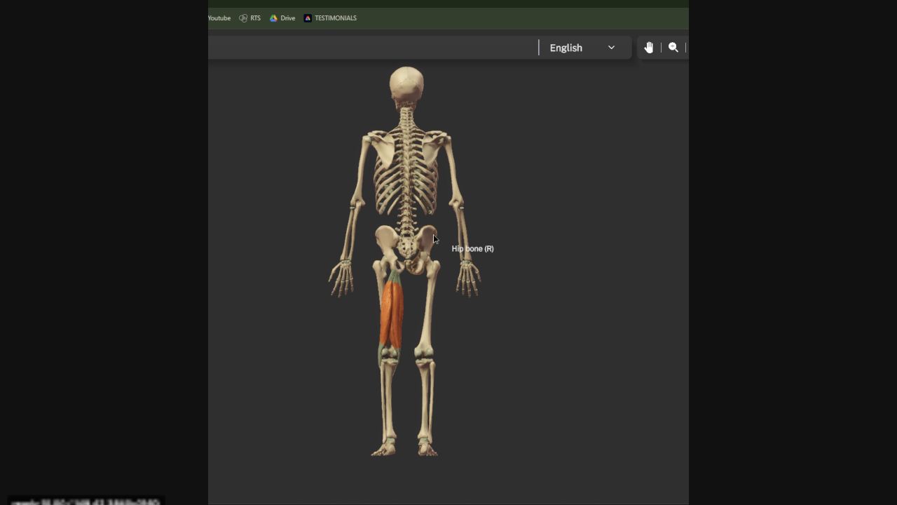 Posterior skeleton with the hamstring group highlighted on one thigh