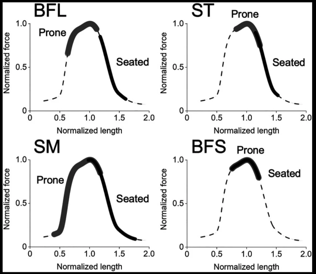 Four graphs comparing hamstring head lengths in seated and prone leg-curl positions