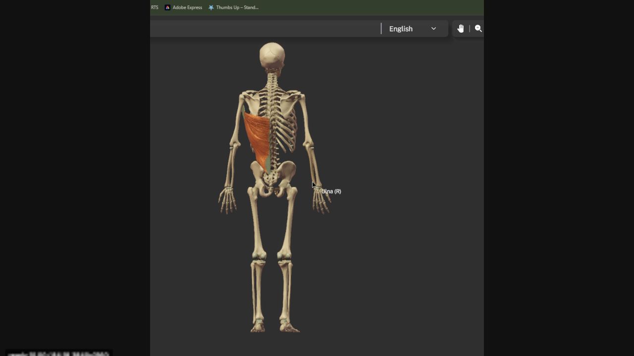 Posterior anatomy view with one latissimus dorsi highlighted from the lower trunk to the upper arm