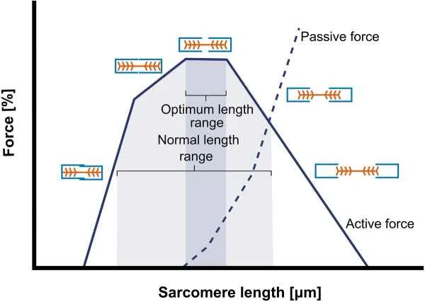 Length-tension curve showing passive force rising as a muscle moves beyond its normal length