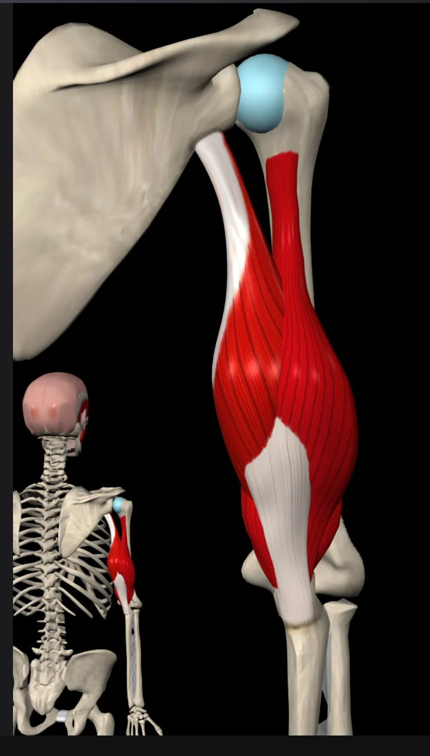 Posterior upper-arm anatomy showing the three heads of the triceps and their shared elbow insertion