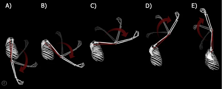 Arm positions progressing from the side of the body to fully overhead